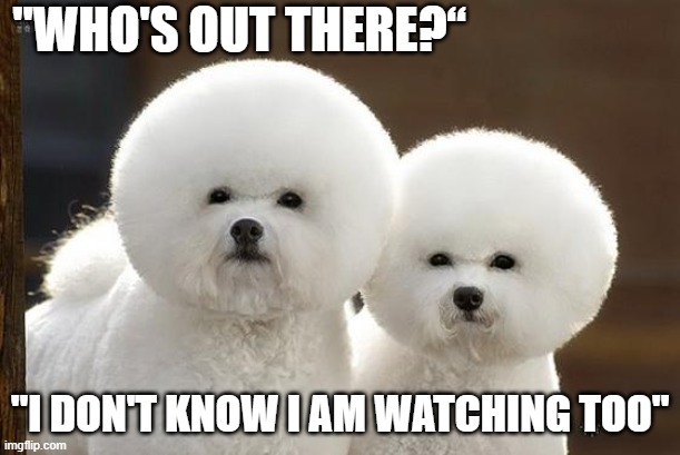 who's there | "WHO'S OUT THERE?“; "I DON'T KNOW I AM WATCHING TOO" | image tagged in bichon frise | made w/ Imgflip meme maker