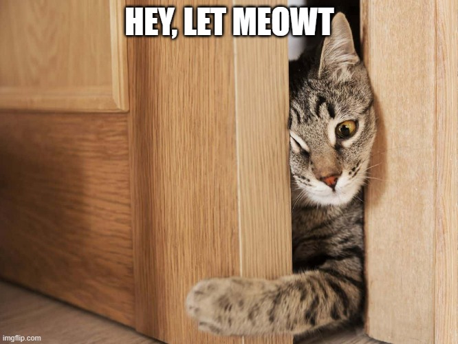 meme by Brad cat hey let meowt | HEY, LET MEOWT | image tagged in cat meme | made w/ Imgflip meme maker