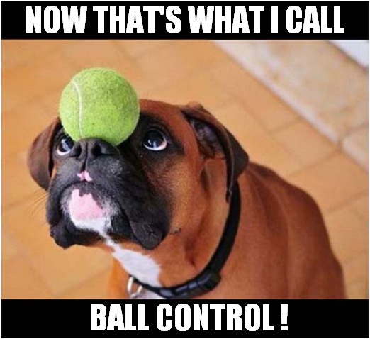 Boxer Balancing Ball ! | NOW THAT'S WHAT I CALL; BALL CONTROL ! | image tagged in dogs,boxer,balls | made w/ Imgflip meme maker