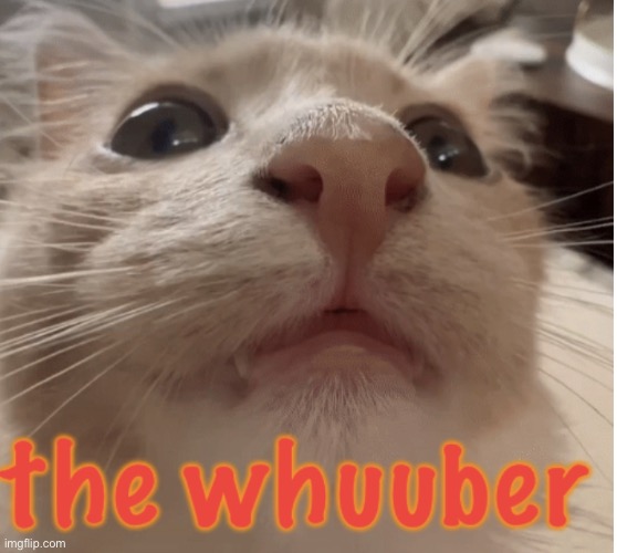the whuuber | image tagged in the whuuber | made w/ Imgflip meme maker