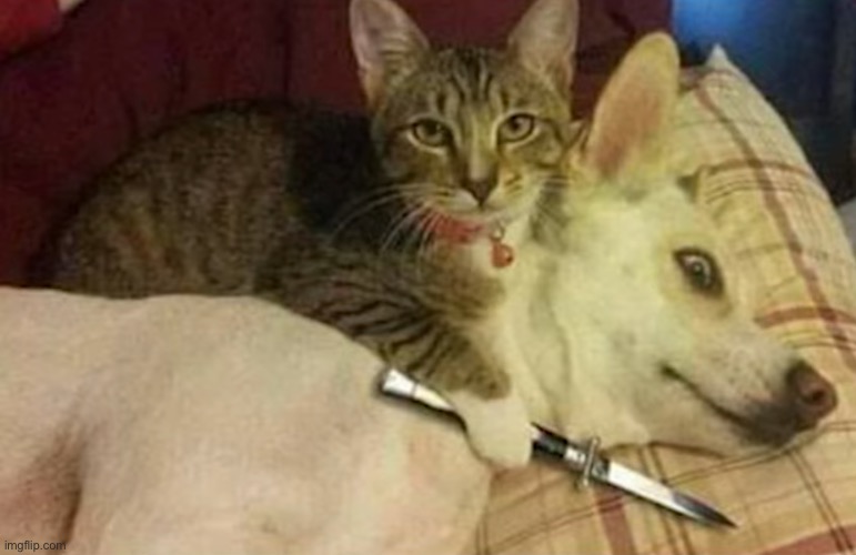 Cat Holding Dog Hostage | image tagged in cat holding dog hostage | made w/ Imgflip meme maker