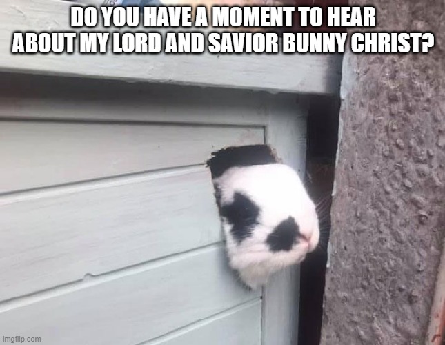 Peek a Boo | DO YOU HAVE A MOMENT TO HEAR ABOUT MY LORD AND SAVIOR BUNNY CHRIST? | image tagged in bunnies | made w/ Imgflip meme maker