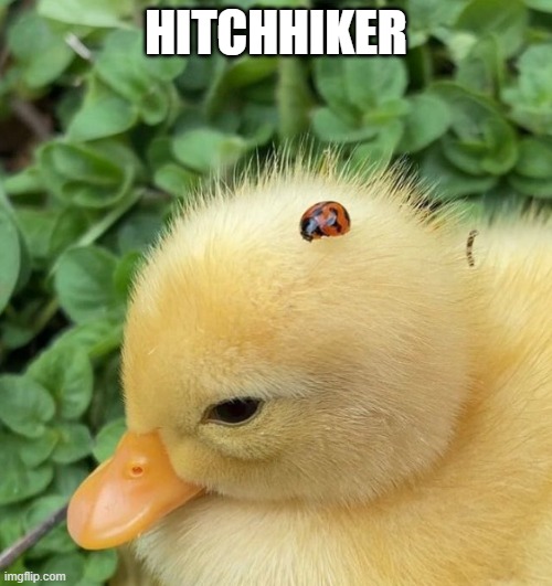 Hitchhiker | HITCHHIKER | image tagged in ducks | made w/ Imgflip meme maker