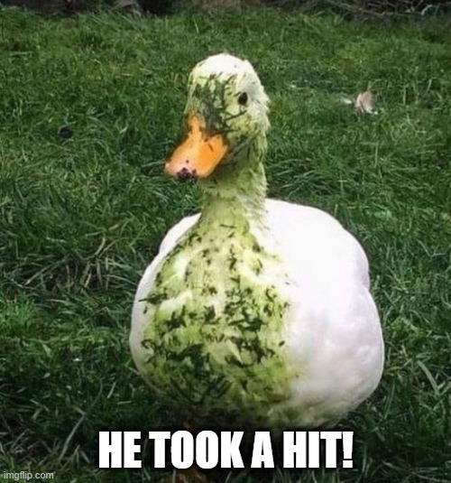 Lawn Mowed | HE TOOK A HIT! | image tagged in ducks | made w/ Imgflip meme maker