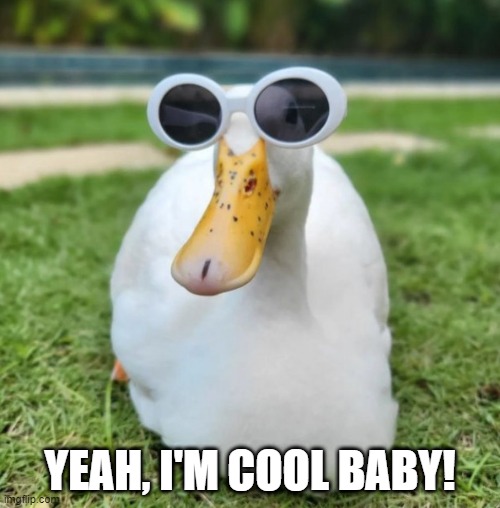 Cool Duck | YEAH, I'M COOL BABY! | image tagged in duck | made w/ Imgflip meme maker