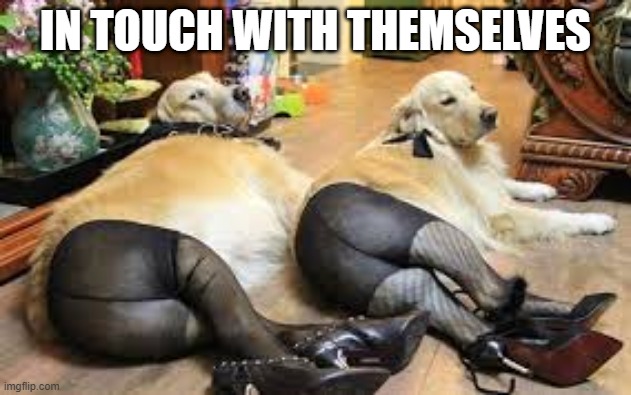 Doggy Hose | IN TOUCH WITH THEMSELVES | image tagged in dogs | made w/ Imgflip meme maker