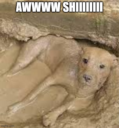 Muddy | AWWWW SHIIIIIIII | image tagged in dog | made w/ Imgflip meme maker