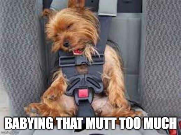 Car Seat | BABYING THAT MUTT TOO MUCH | image tagged in dogs | made w/ Imgflip meme maker