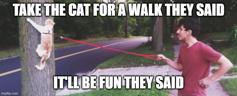 Cat Walk | TAKE THE CAT FOR A WALK THEY SAID; IT'LL BE FUN THEY SAID | image tagged in cats | made w/ Imgflip meme maker