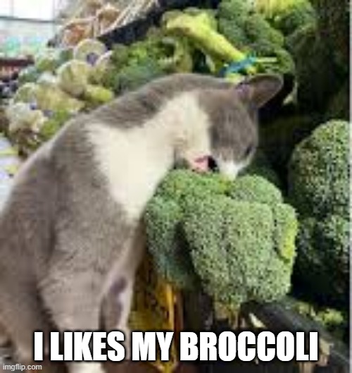 Broccoli Cat | I LIKES MY BROCCOLI | image tagged in cats | made w/ Imgflip meme maker