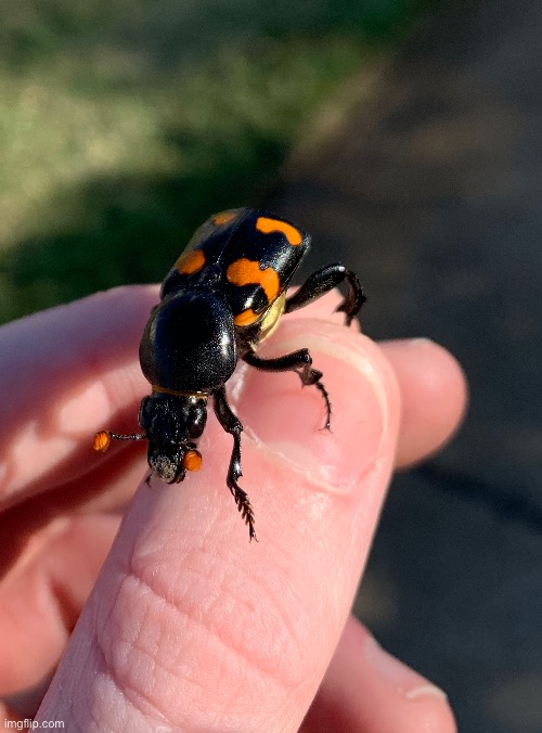 Burying beetle | made w/ Imgflip meme maker