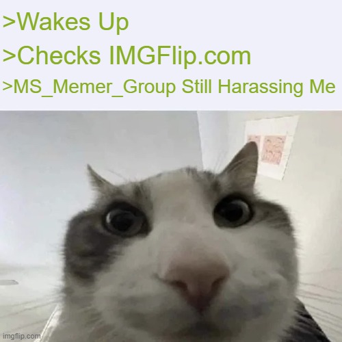 Day: Ruined | >Wakes Up; >Checks IMGFlip.com; >MS_Memer_Group Still Harassing Me | image tagged in green text cat | made w/ Imgflip meme maker