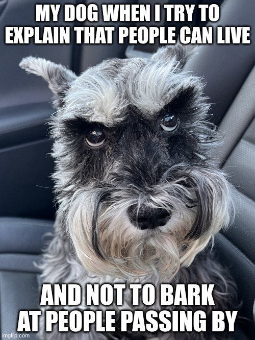 Sadie the Miniature Schnauzer | MY DOG WHEN I TRY TO EXPLAIN THAT PEOPLE CAN LIVE; AND NOT TO BARK AT PEOPLE PASSING BY | image tagged in sadie the miniature schnauzer | made w/ Imgflip meme maker