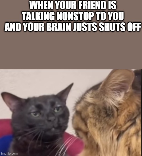 Wait, what did you say? | WHEN YOUR FRIEND IS TALKING NONSTOP TO YOU AND YOUR BRAIN JUSTS SHUTS OFF | image tagged in black cat zoning out | made w/ Imgflip meme maker