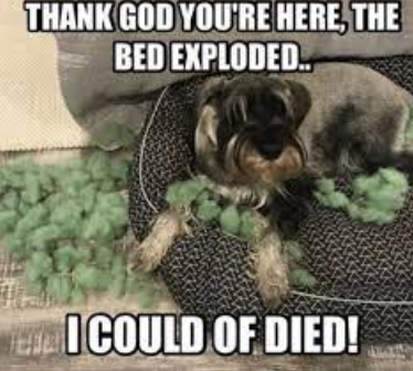 I love mini schnauzers Blank Meme Template