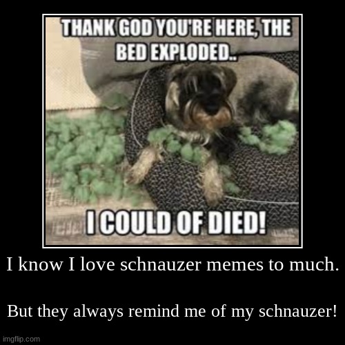 I know I love schnauzer memes to much. | But they always remind me of my schnauzer! | image tagged in funny,demotivationals | made w/ Imgflip demotivational maker