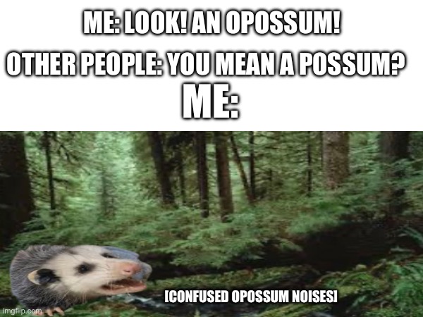It’s an opossum | ME: LOOK! AN OPOSSUM! OTHER PEOPLE: YOU MEAN A POSSUM? ME:; [CONFUSED OPOSSUM NOISES] | image tagged in confused screaming | made w/ Imgflip meme maker
