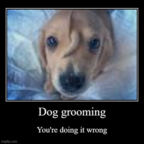 Dog grooming | You're doing it wrong | image tagged in funny,demotivationals,dog | made w/ Imgflip demotivational maker