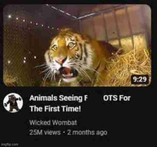Mildésmallington animalia | made w/ Imgflip meme maker