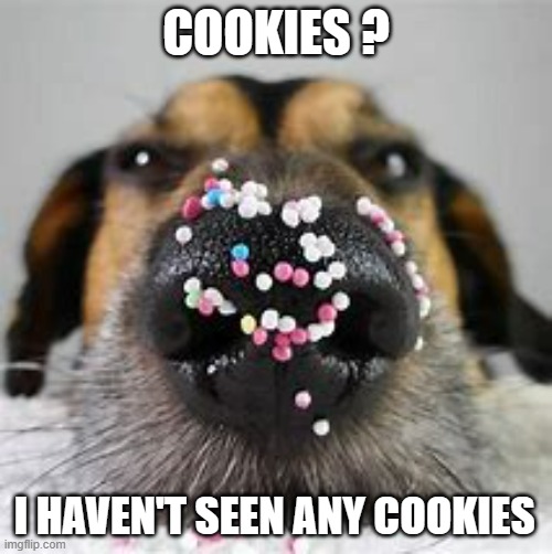 meme by Brad Christmas cookies and a dog | COOKIES ? I HAVEN'T SEEN ANY COOKIES | image tagged in christmas | made w/ Imgflip meme maker
