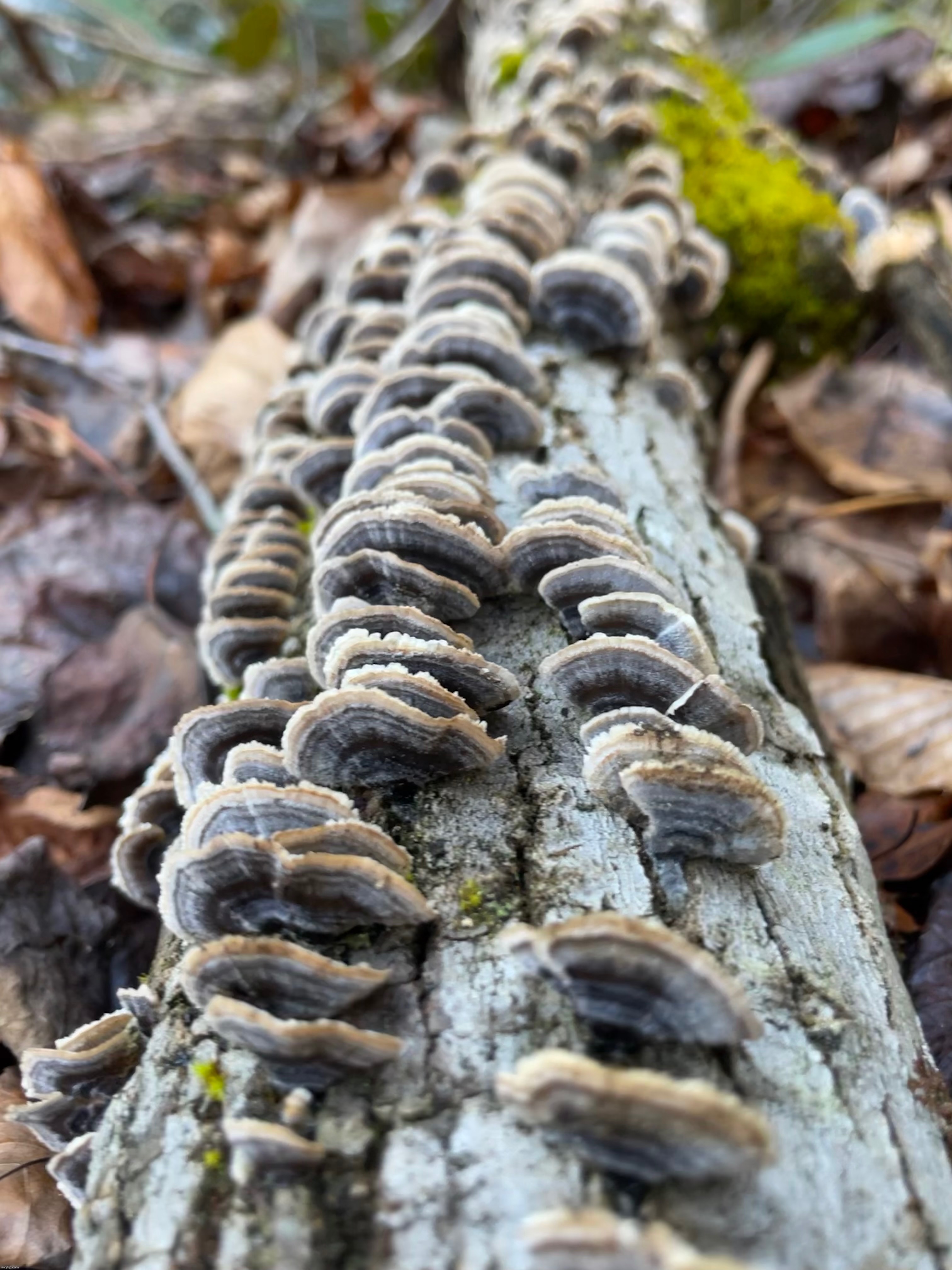 This mushroom is called Turkey Tail (Trametes Versicolor) | made w/ Imgflip meme maker