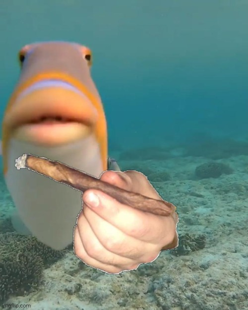 staring fish | image tagged in staring fish | made w/ Imgflip meme maker