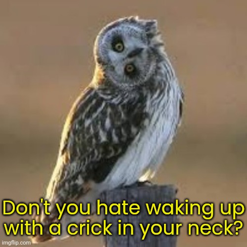 I need to get my head on straight. | Don't you hate waking up
with a crick in your neck? | image tagged in sideways owl,funny animal | made w/ Imgflip meme maker
