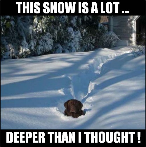 Dog Loves The Winter ! | THIS SNOW IS A LOT ... DEEPER THAN I THOUGHT ! | image tagged in dogs,deep,snow | made w/ Imgflip meme maker
