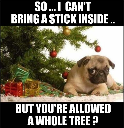 A Suspicious Pug ! | SO ... I  CAN'T BRING A STICK INSIDE .. BUT YOU'RE ALLOWED
A WHOLE TREE ? | image tagged in dogs,suspicious dog,christmas tree | made w/ Imgflip meme maker