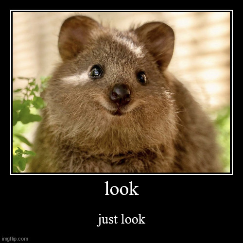 quokka | look | just look | image tagged in funny,demotivationals | made w/ Imgflip demotivational maker