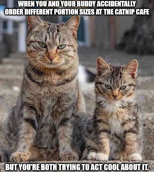 catnip cafe | WHEN YOU AND YOUR BUDDY ACCIDENTALLY ORDER DIFFERENT PORTION SIZES AT THE CATNIP CAFE; BUT YOU'RE BOTH TRYING TO ACT COOL ABOUT IT. | image tagged in cat,cats | made w/ Imgflip meme maker