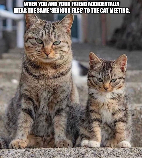 Board Meeting | WHEN YOU AND YOUR FRIEND ACCIDENTALLY WEAR THE SAME 'SERIOUS FACE' TO THE CAT MEETING. | image tagged in cats | made w/ Imgflip meme maker