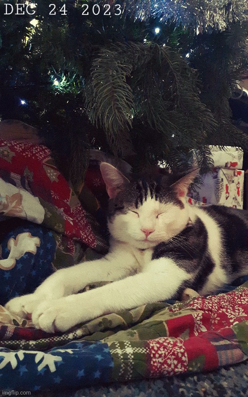 My cat on Christmas eve | image tagged in my,cat,on,christmas,eve | made w/ Imgflip meme maker