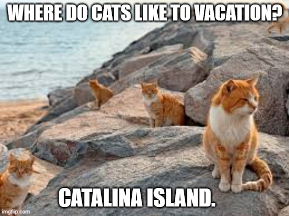 meme by Brad cats love Catalina Island | WHERE DO CATS LIKE TO VACATION? CATALINA ISLAND. | image tagged in cat meme | made w/ Imgflip meme maker