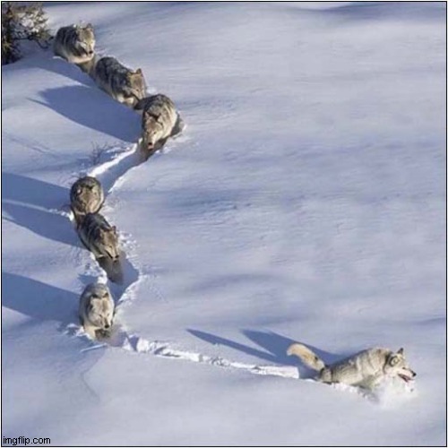Follow That Wolf | image tagged in wolves,snow,following | made w/ Imgflip meme maker