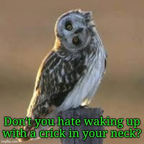 I need to get my head on straight. | Don't you hate waking up
with a crick in your neck? | image tagged in sideways owl,funny animal meme | made w/ Imgflip meme maker
