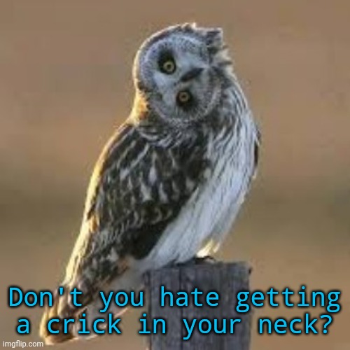I need to get my head on straight. | Don't you hate getting a crick in your neck? | image tagged in sideways owl,funny animals | made w/ Imgflip meme maker