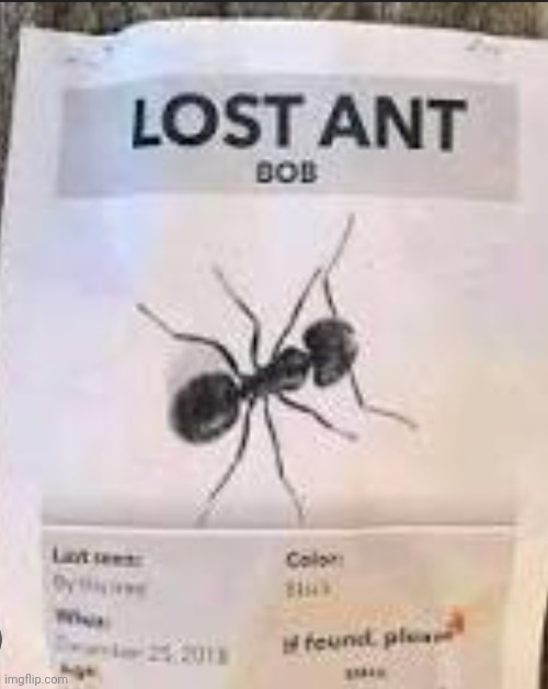 Poor bob... | image tagged in memes,ant,lost,animal | made w/ Imgflip meme maker