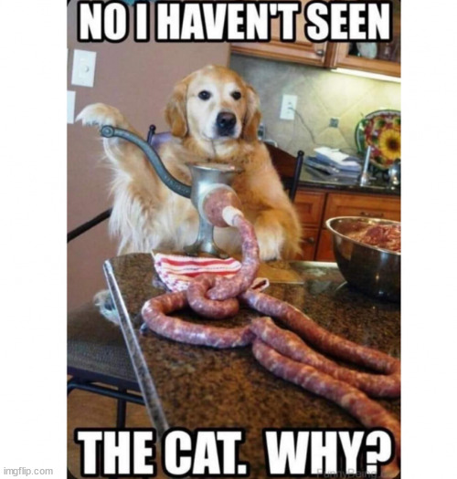 Nope, haven't seen it... | image tagged in no cat here,dogs | made w/ Imgflip meme maker