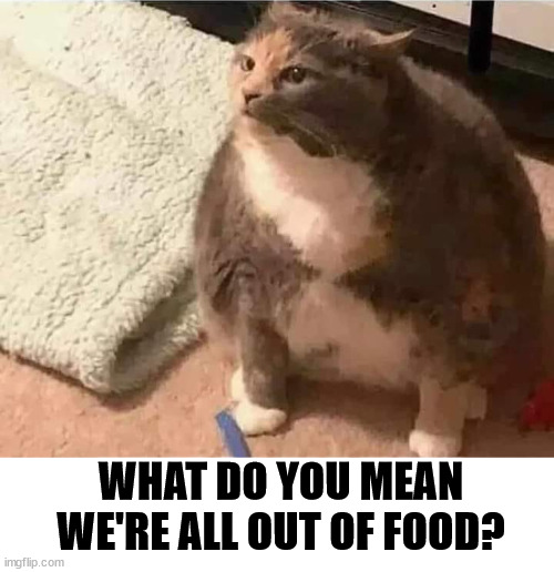 Hungry cat | WHAT DO YOU MEAN WE'RE ALL OUT OF FOOD? | image tagged in cats,hungry cat | made w/ Imgflip meme maker