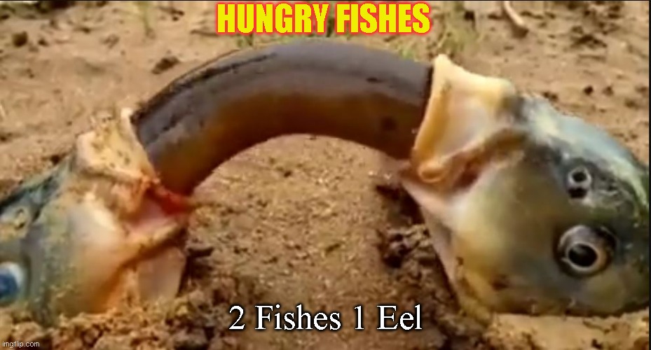 Hungry Fishes | HUNGRY FISHES; 2 Fishes 1 Eel | made w/ Imgflip meme maker