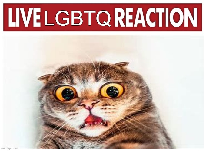 Live LGBTQ Reaction Meme | LGBTQ | image tagged in live reaction | made w/ Imgflip meme maker