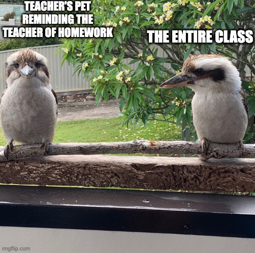 Immediately F tier if I do say so myself | TEACHER'S PET REMINDING THE TEACHER OF HOMEWORK; THE ENTIRE CLASS | image tagged in kookaburra's on a balcony | made w/ Imgflip meme maker