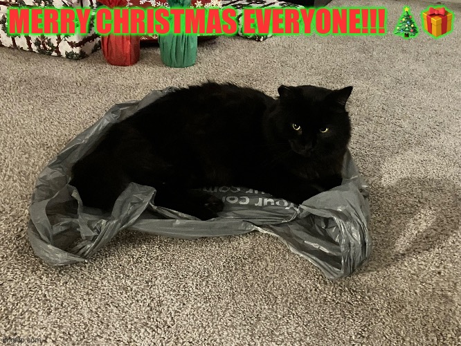 my cat says merry christmas!!! | MERRY CHRISTMAS EVERYONE!!! 🎄🎁 | image tagged in merry christmas | made w/ Imgflip meme maker