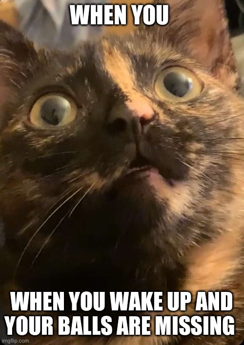 My balls are gone | WHEN YOU; WHEN YOU WAKE UP AND YOUR BALLS ARE MISSING | image tagged in shocked cat | made w/ Imgflip meme maker
