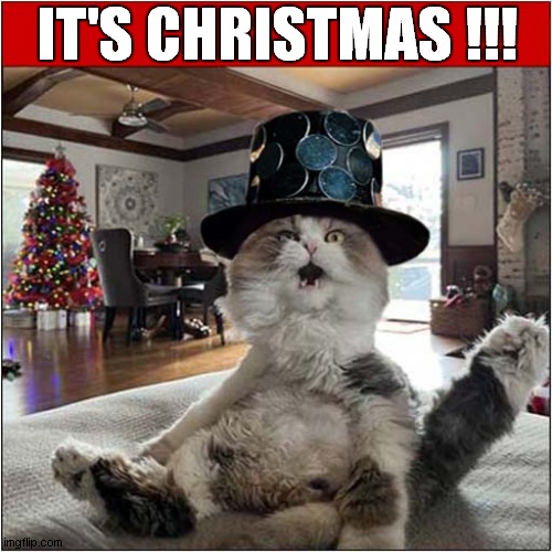 Merry Christmas Everybody ! | IT'S CHRISTMAS !!! | image tagged in cats,christmas,slade | made w/ Imgflip meme maker
