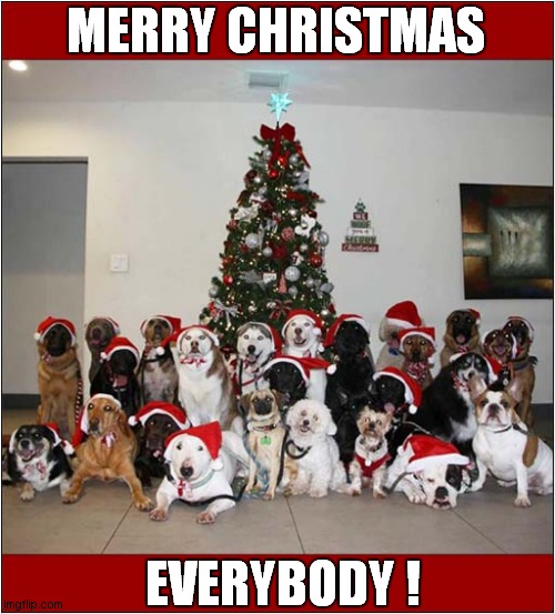 It's Christmas ! | MERRY CHRISTMAS; EVERYBODY ! | image tagged in dogs,christmas | made w/ Imgflip meme maker