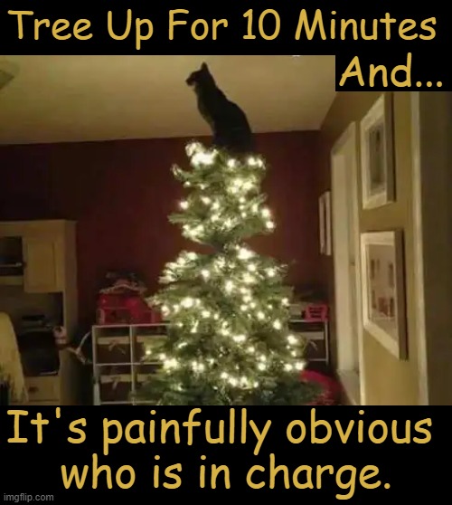 Cat Power | Tree Up For 10 Minutes; And... It's painfully obvious 
who is in charge. | image tagged in funny animals,cats,control,christmas tree,imgflip humor,lol | made w/ Imgflip meme maker