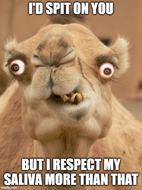I spit on you | I'D SPIT ON YOU; BUT I RESPECT MY SALIVA MORE THAN THAT | image tagged in camel | made w/ Imgflip meme maker