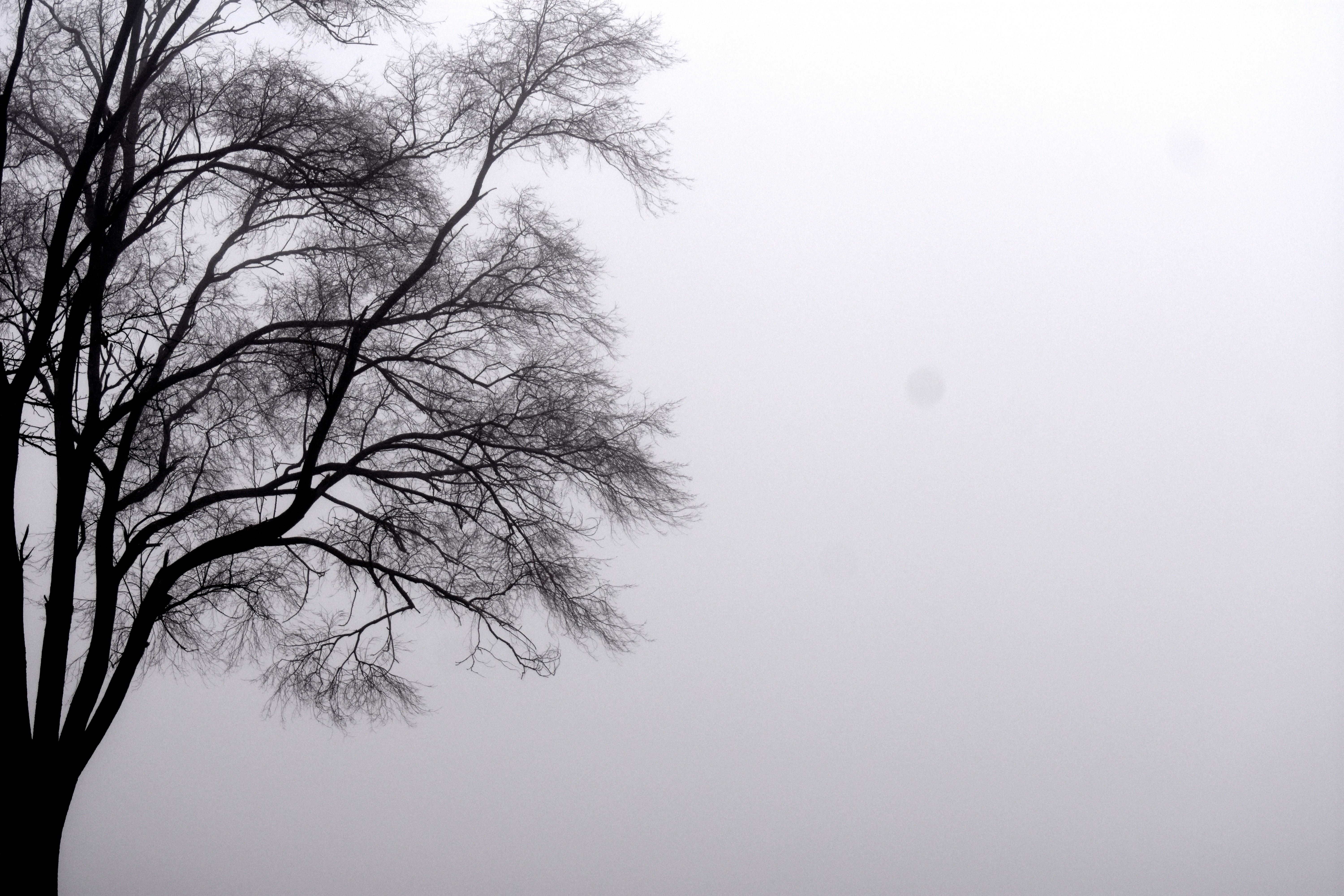 tree in the fog | made w/ Imgflip meme maker